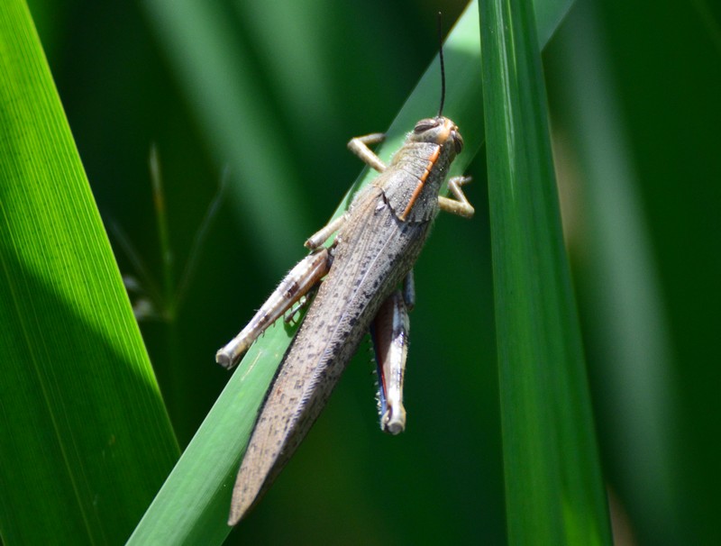 Anacridium aegyptium (Acrididae)